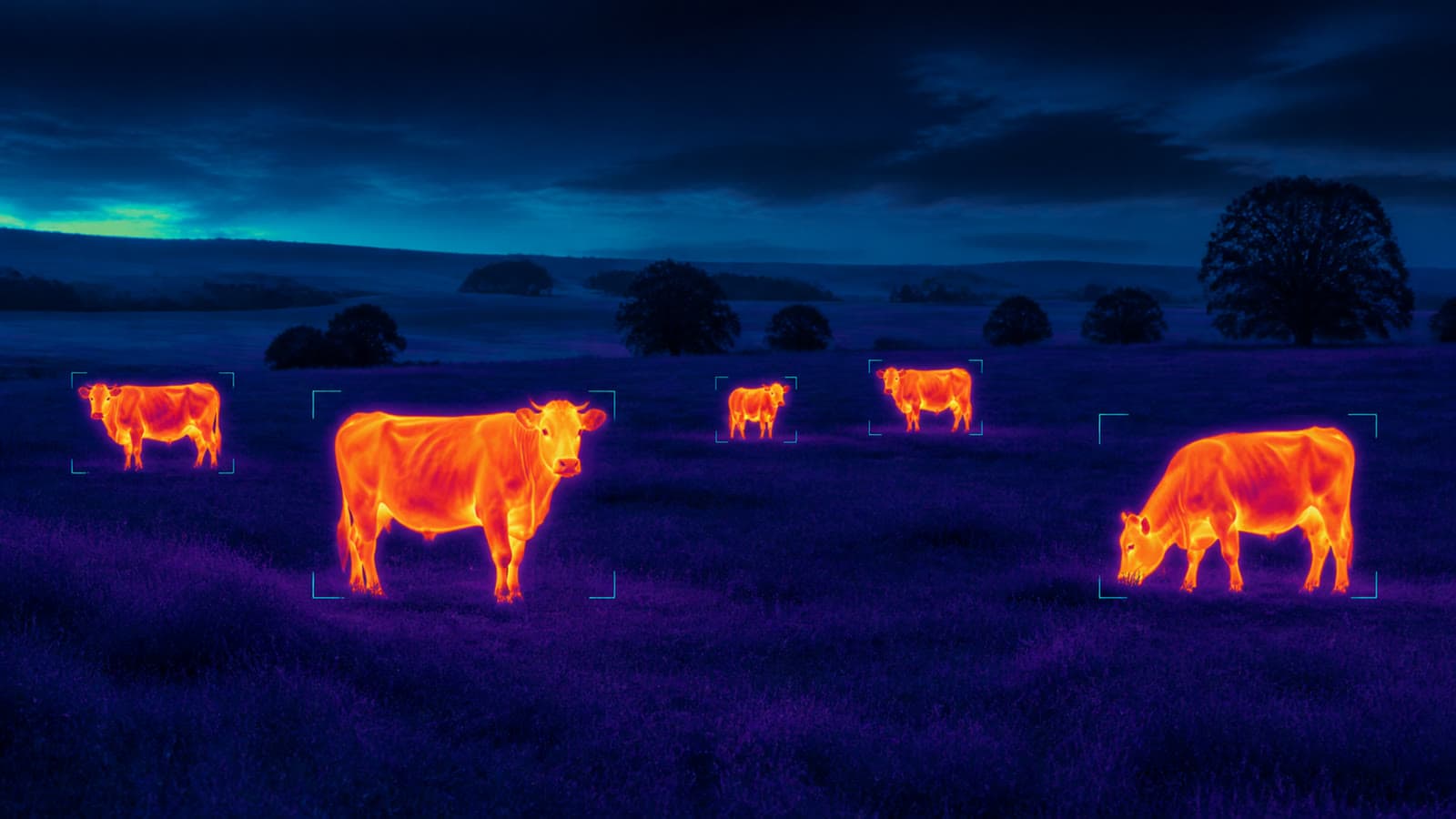 Thermal Livestock Detection project visual